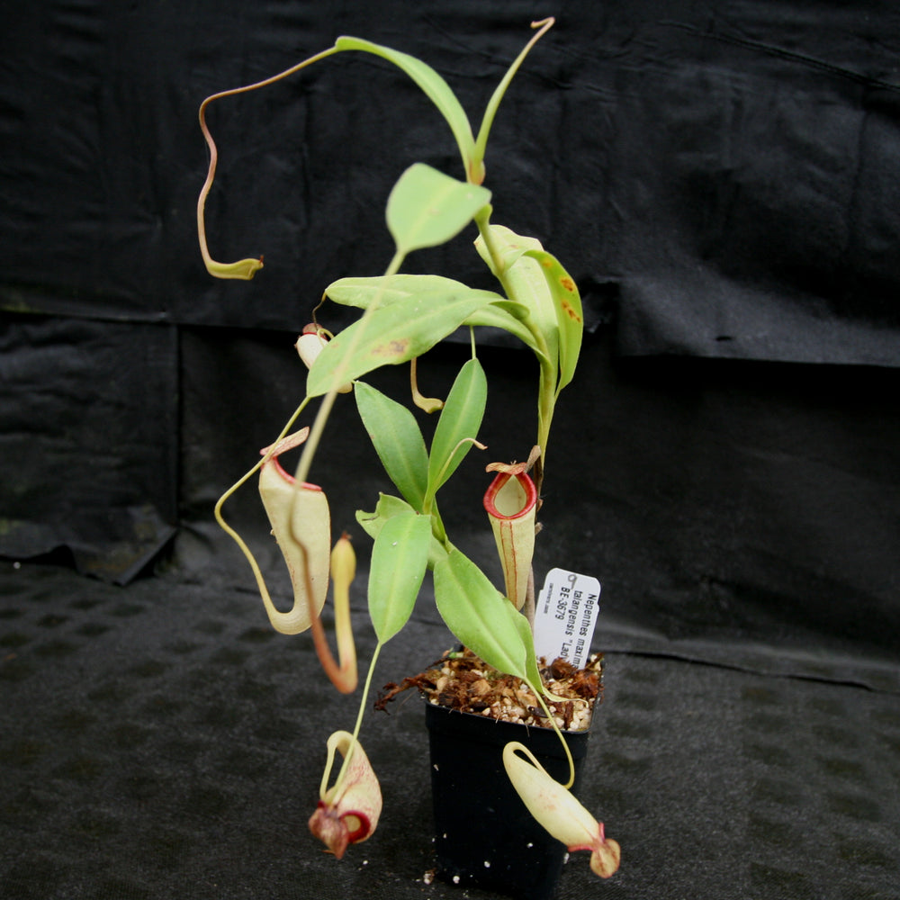 
                      
                        Nepenthes maxima x talangensis "Lady Pauline", BE-3679
                      
                    