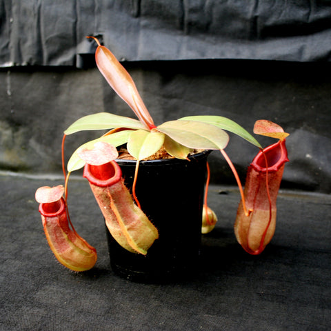 Nepenthes ventricosa x Eglantine CAR-0068 tall red pitcher with flared mouth against dark background