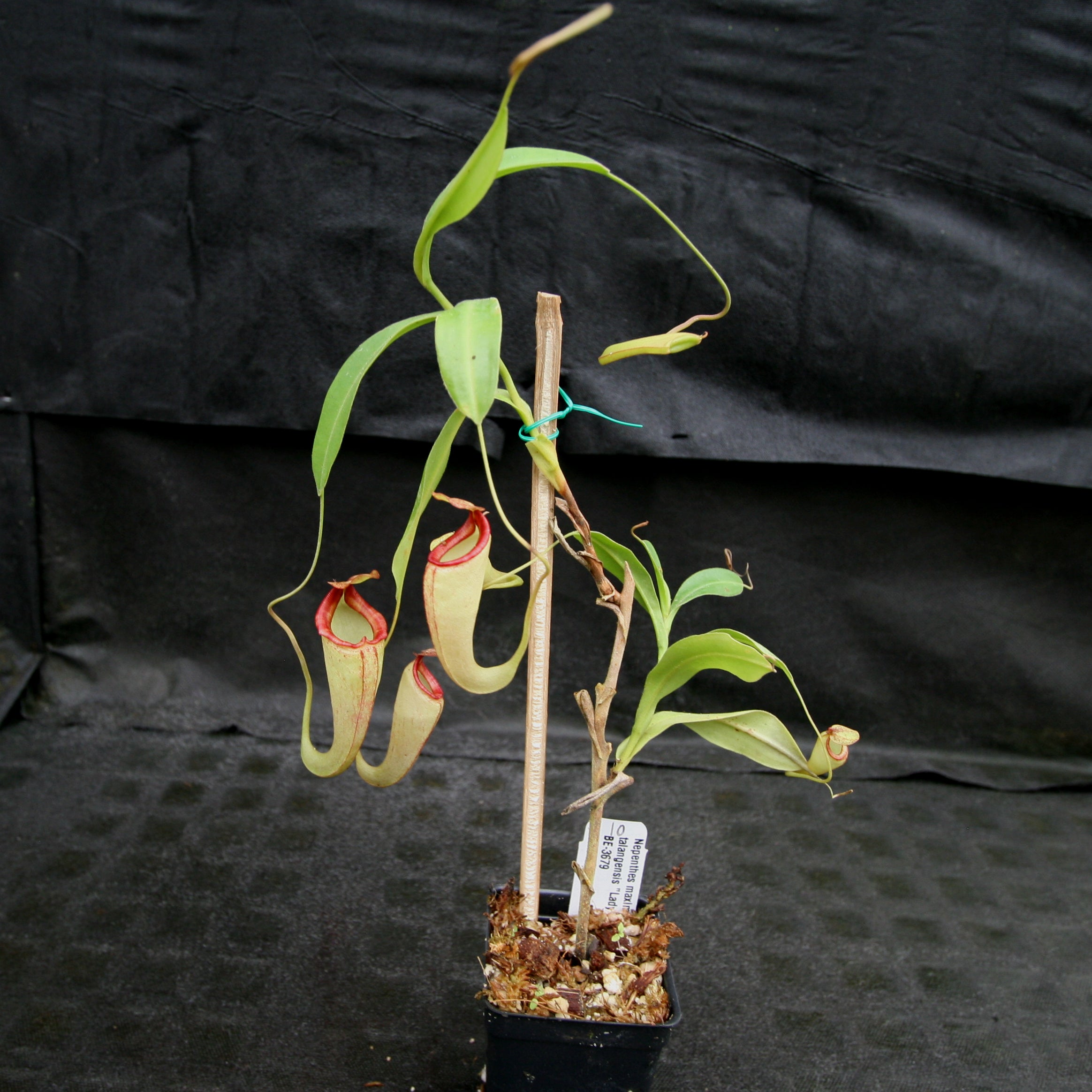 Nepenthes maxima x talangensis 