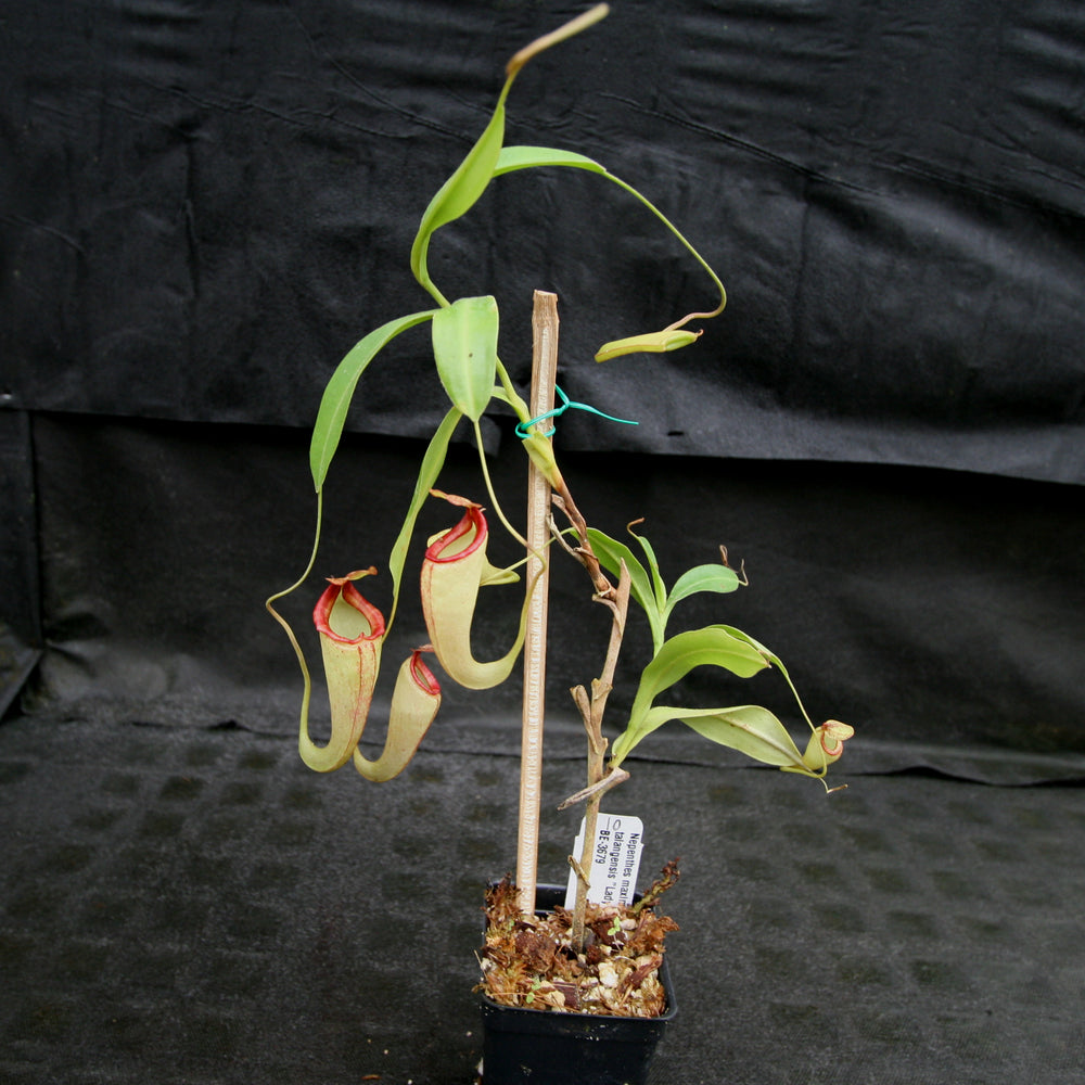 
                      
                        Nepenthes maxima x talangensis "Lady Pauline", BE-3679
                      
                    