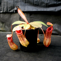 Nepenthes ventricosa x Eglantine, CAR-0068