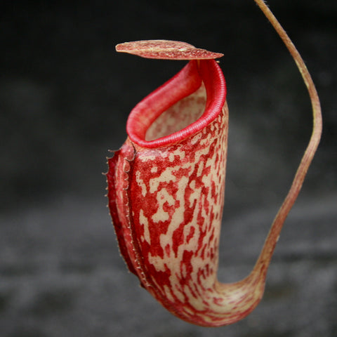 Close up of Nepenthes maxima x talangensis Lady Pauline pitcher with red speckled cream body.