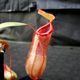 Nepenthes ventricosa x Eglantine, CAR-0068