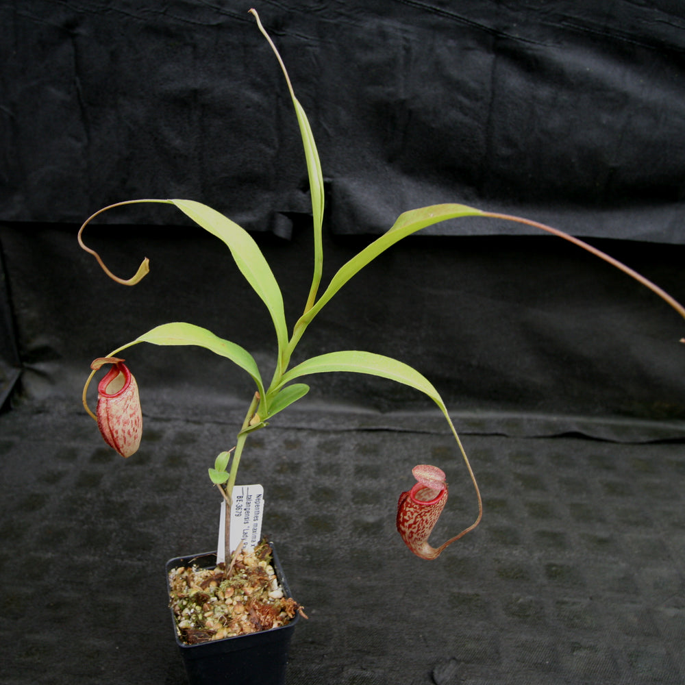 
                      
                        Nepenthes maxima x talangensis "Lady Pauline", BE-3679
                      
                    
