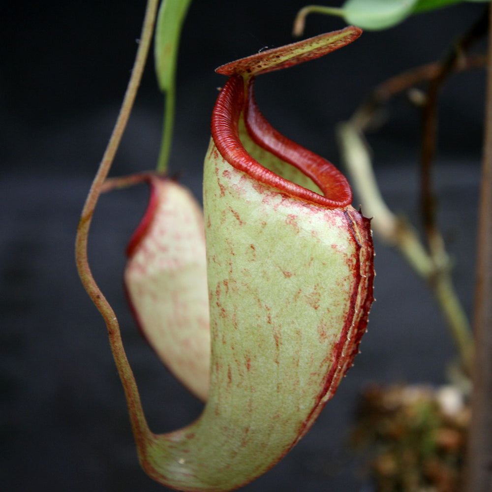 
                      
                        Nepenthes maxima x talangensis "Lady Pauline", BE-3679
                      
                    