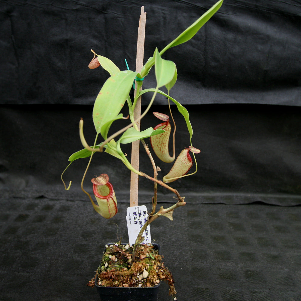 
                      
                        Nepenthes maxima x talangensis "Lady Pauline", BE-3679
                      
                    