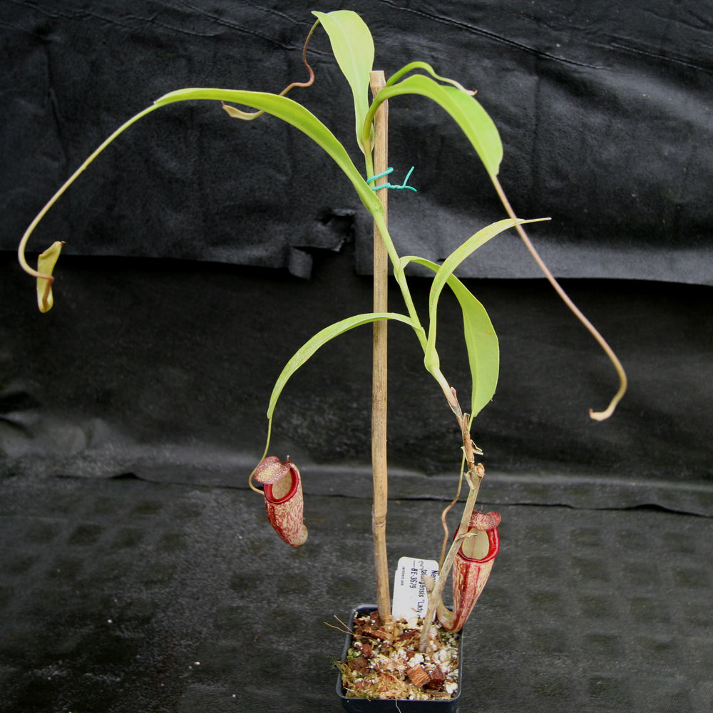 
                      
                        Nepenthes maxima x talangensis "Lady Pauline", BE-3679
                      
                    