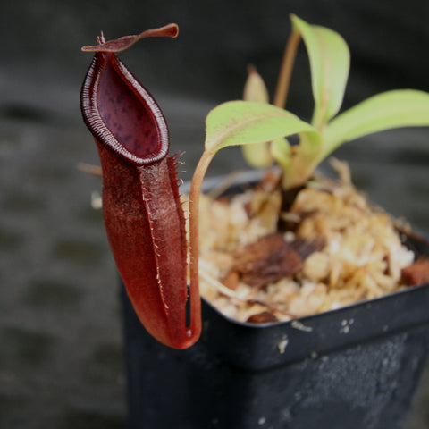 Nepenthes inermis x bongso BE-3897 pitcher plant with a deep red elongated pitcher beside the pot
