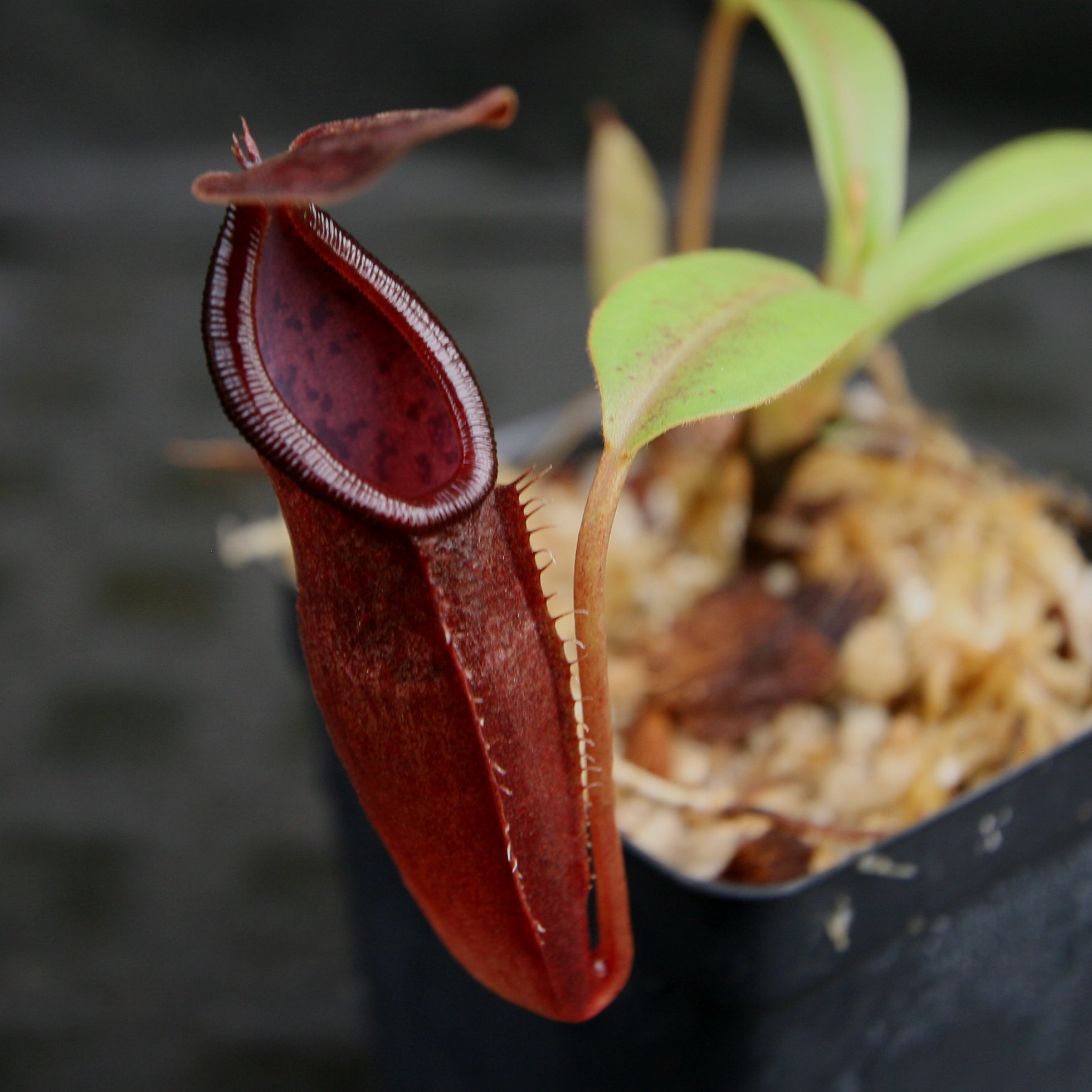 Nepenthes inermis x bongso, BE-3897 – Carnivero