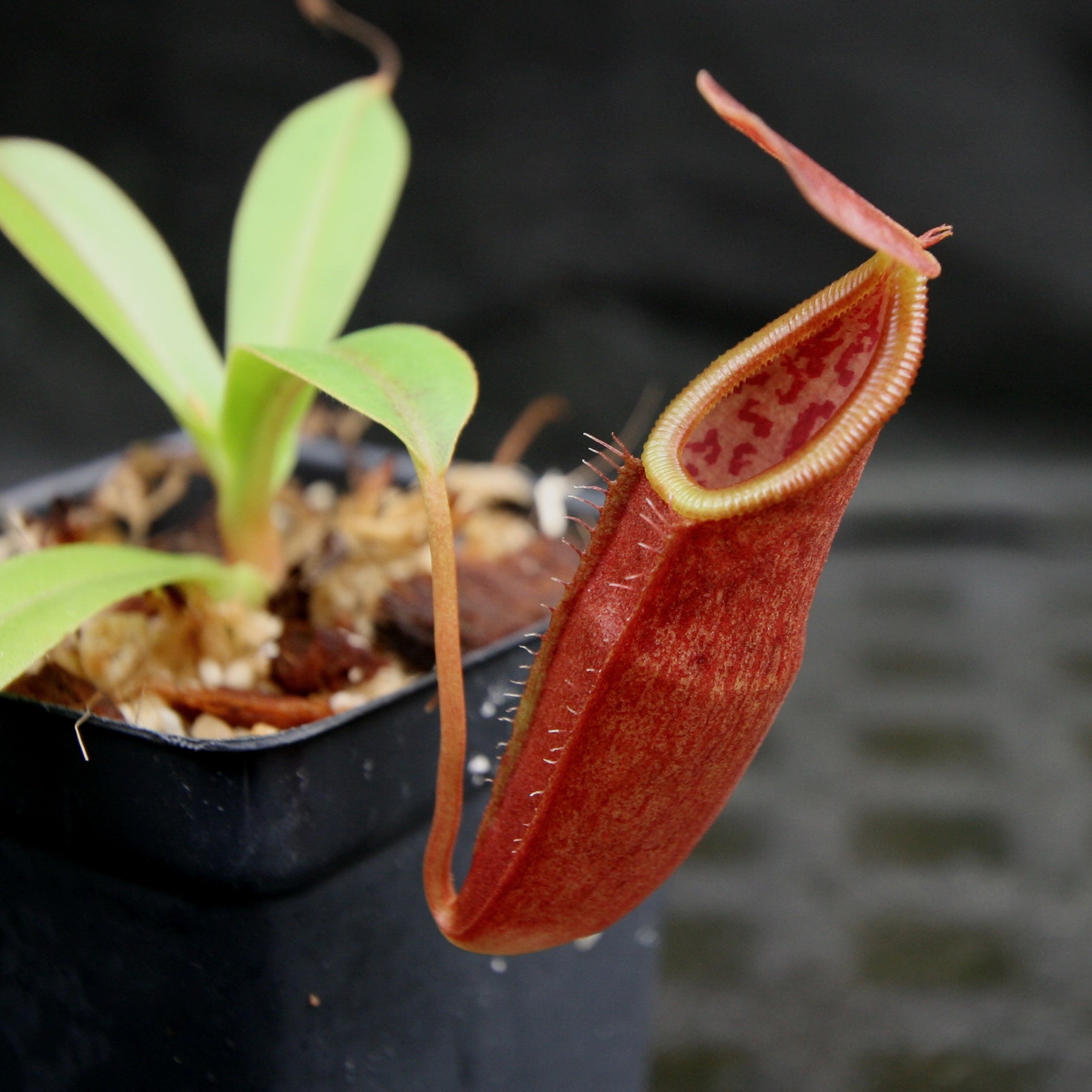 Nepenthes inermis x bongso, BE-3897 – Carnivero