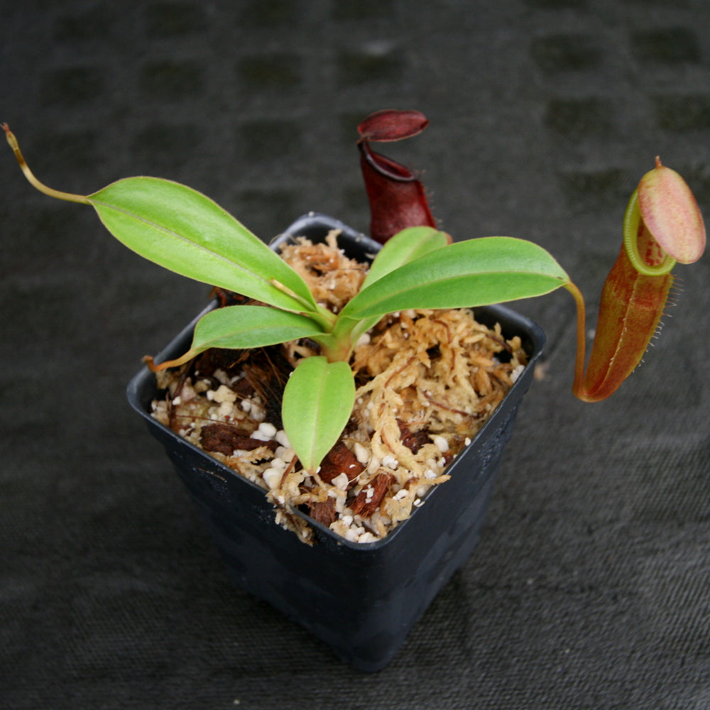 
                      
                        Nepenthes inermis x bongso, BE-3897
                      
                    