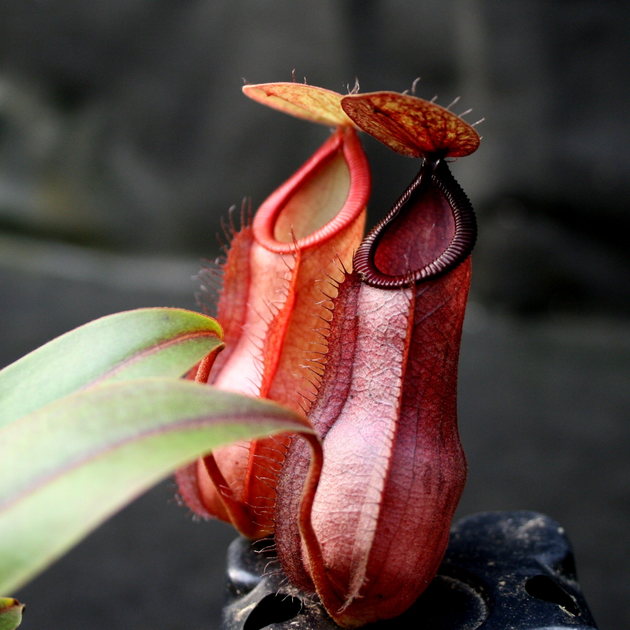 Nepenthes Viking x hamata, CAR-0098 – Carnivero