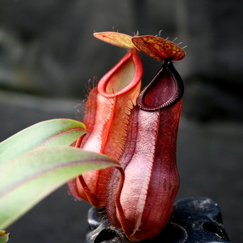 Macro view of a red Nepenthes Viking x hamata pitcher with a dark burgundy rim and a small lid