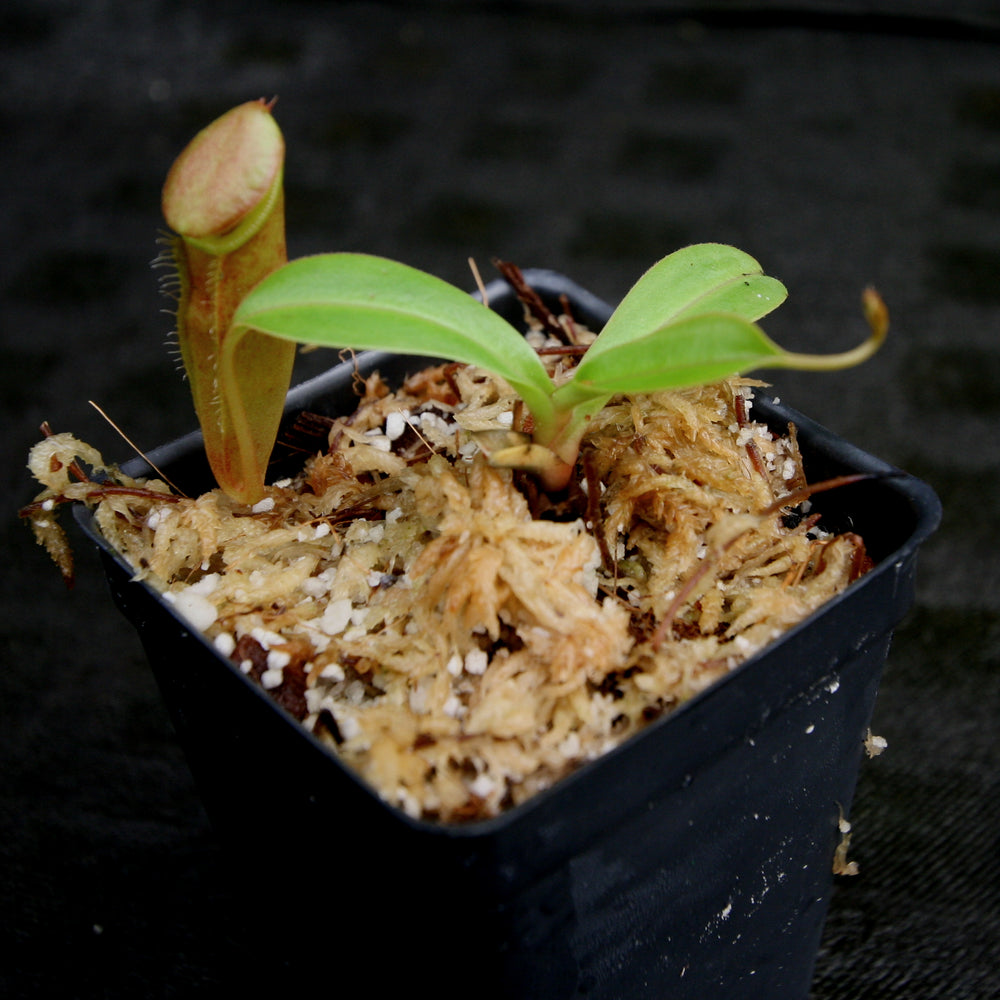 
                      
                        Nepenthes inermis x bongso, BE-3897
                      
                    
