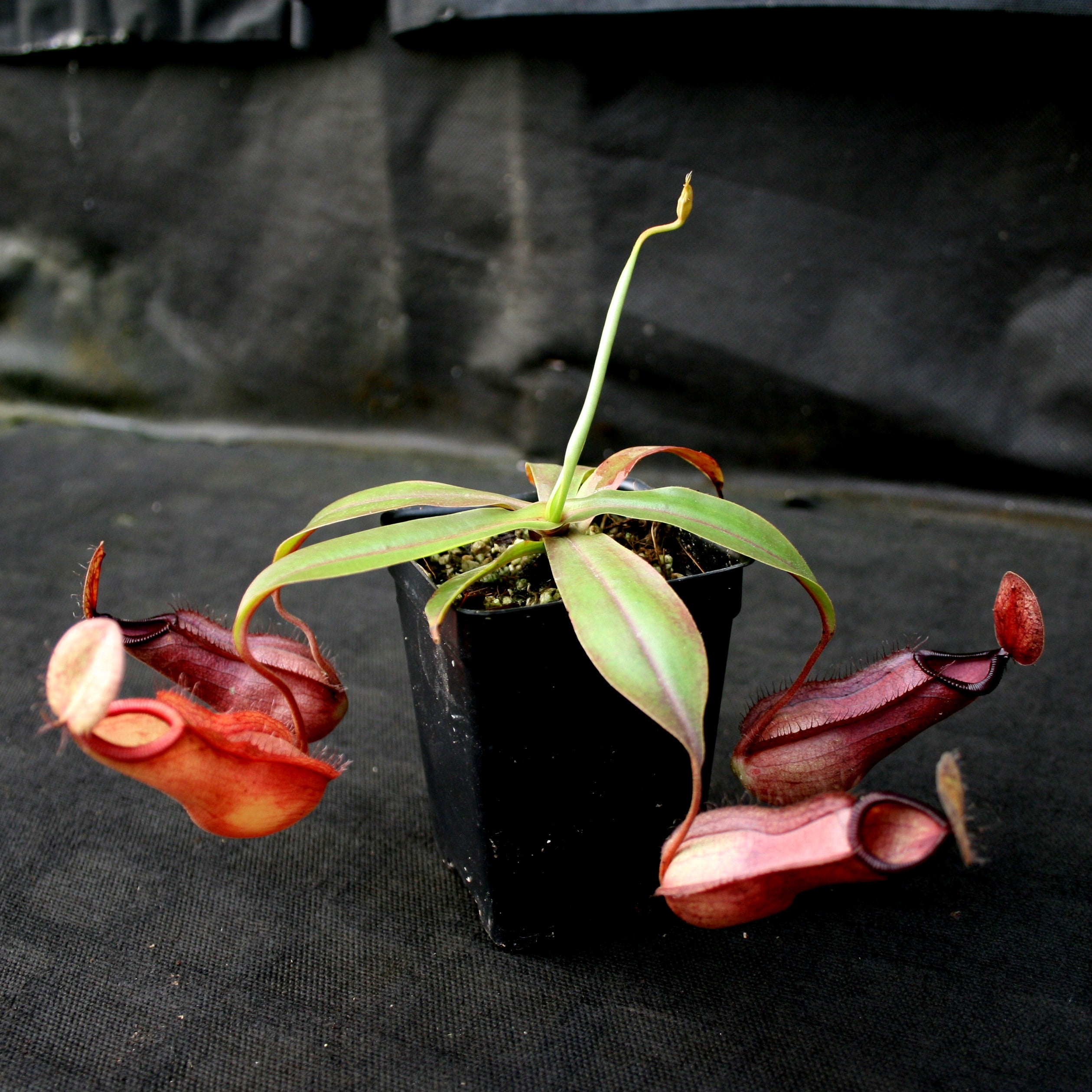 Nepenthes Viking x hamata, CAR-0098 – Carnivero