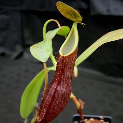 Nepenthes sanguinea pitcher plant with a tall burgundy pitcher and a pale green lip, green leaves in the background.