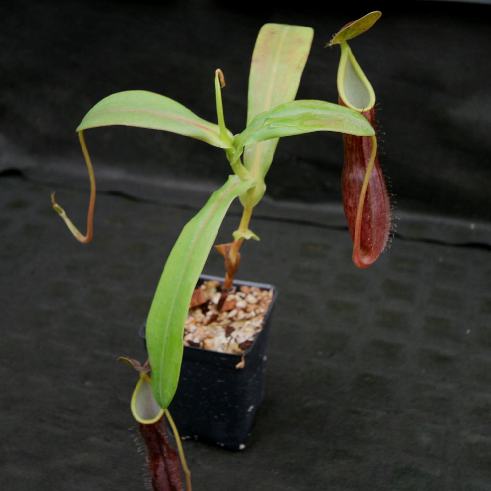 
                      
                        Nepenthes sanguinea
                      
                    