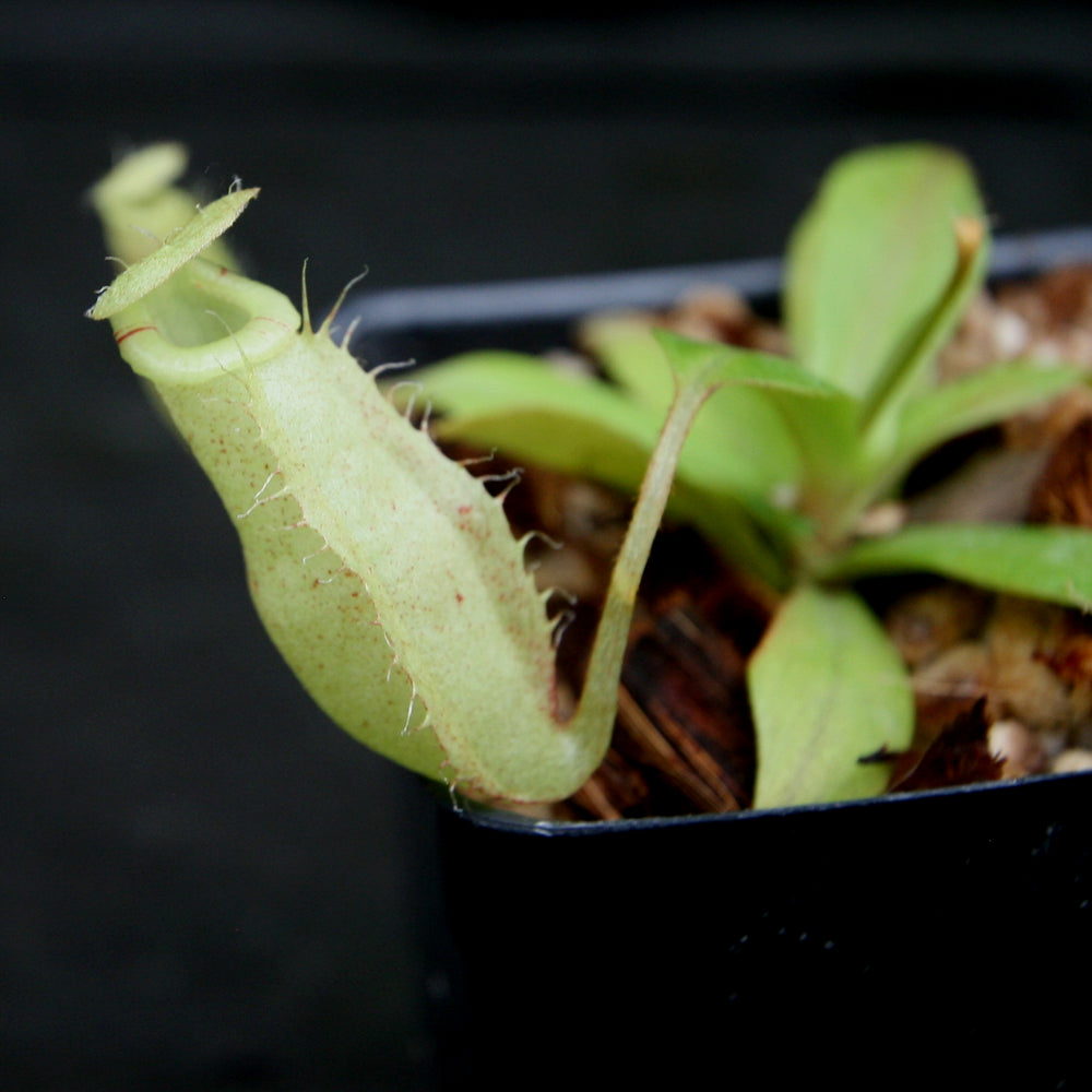 
                      
                        Nepenthes spectabilis x bongso
                      
                    