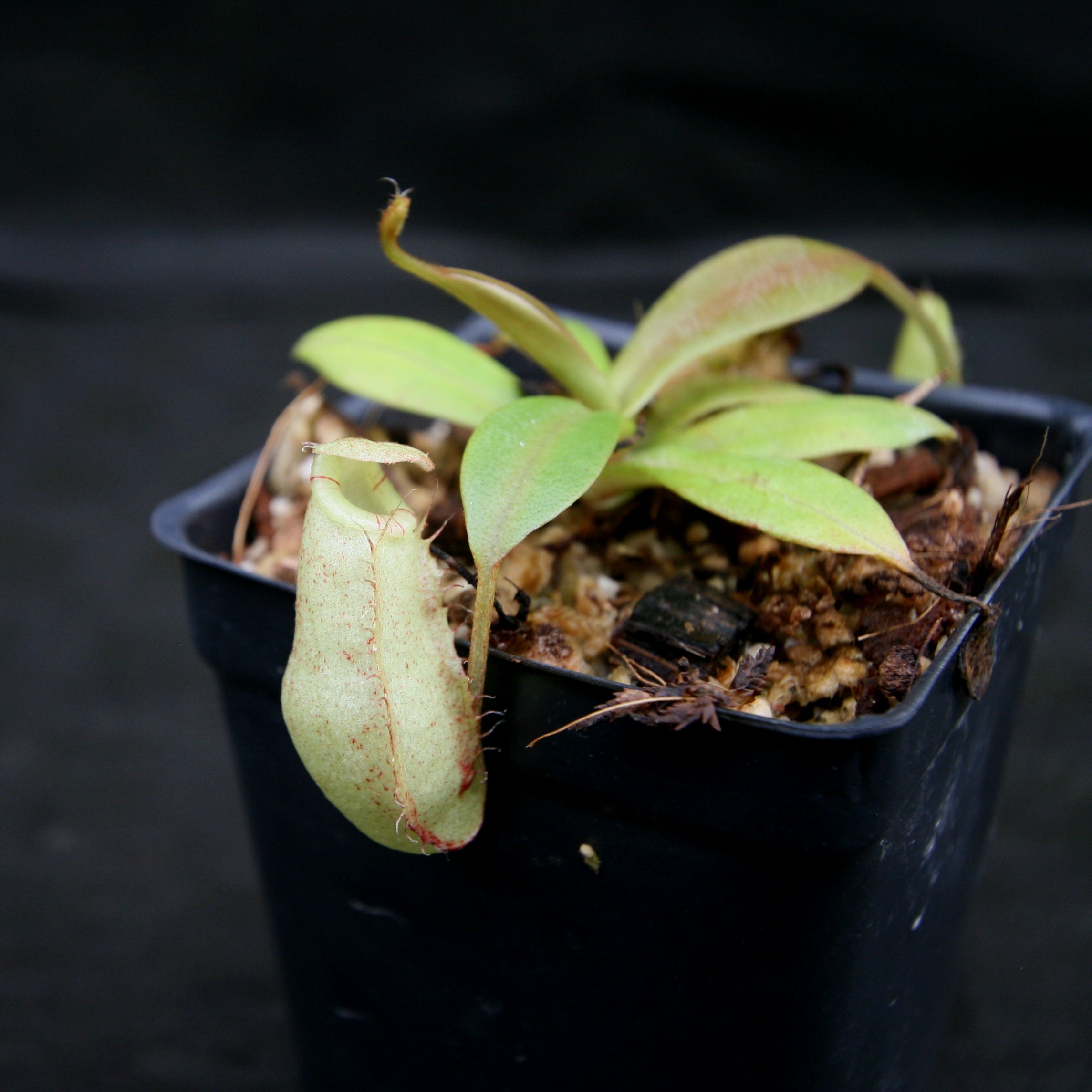 Nepenthes spectabilis x bongso – Carnivero