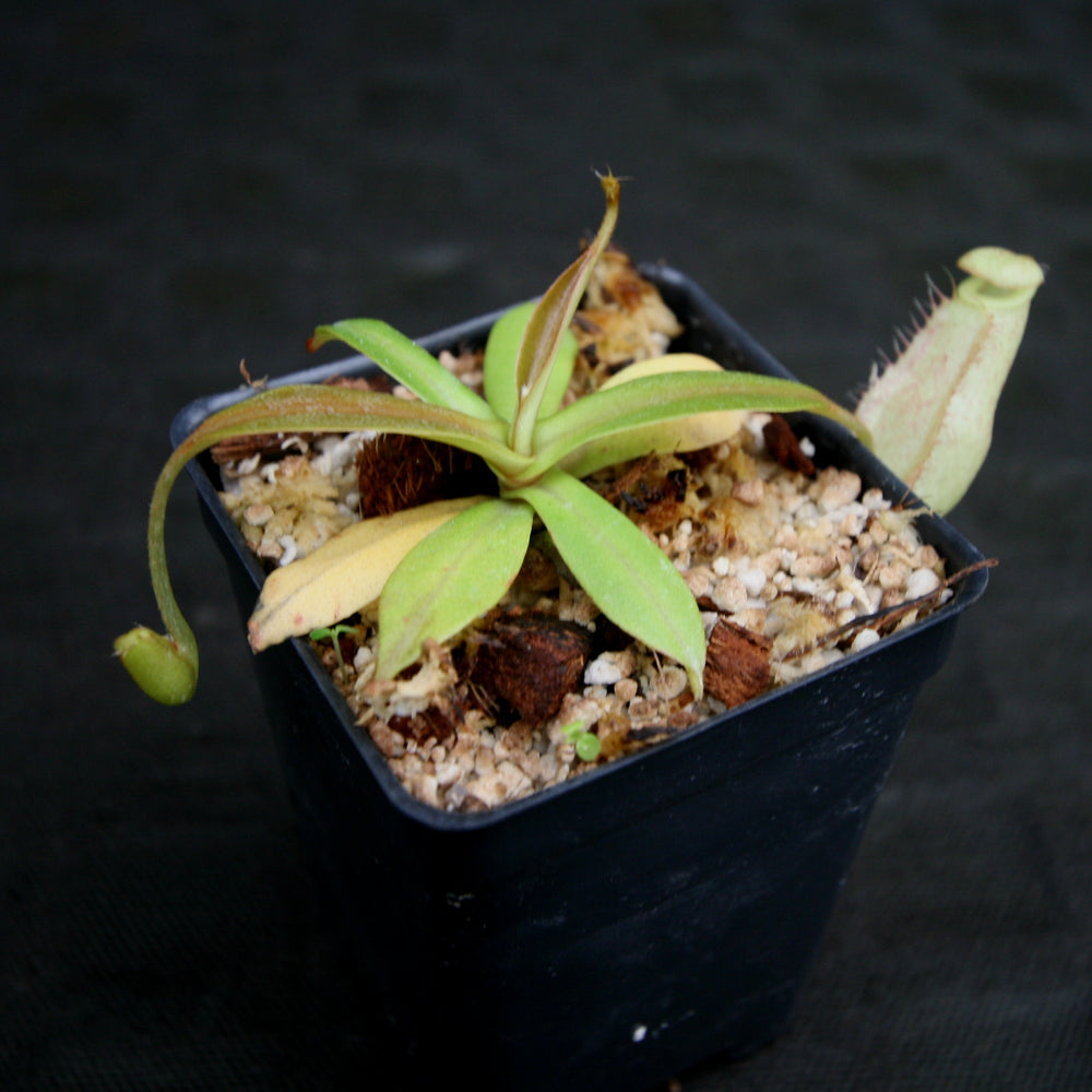 
                      
                        Nepenthes spectabilis x bongso
                      
                    