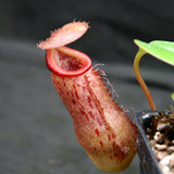 Nepenthes 'Queen Malani' , pitcher plant, carnivorous plant, collectors plant, large pitchers, rare plants 