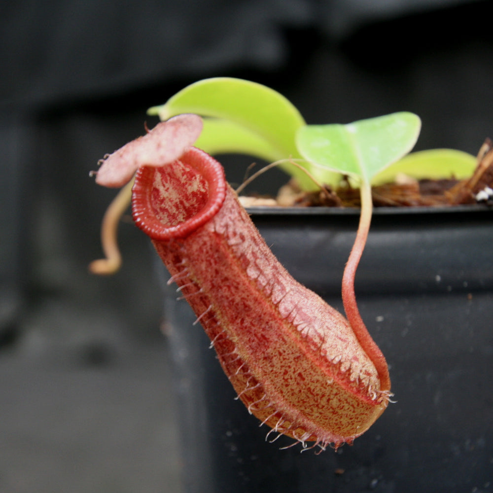 
                      
                        Nepenthes 'Queen Malani' , pitcher plant, carnivorous plant, collectors plant, large pitchers, rare plants 
                      
                    