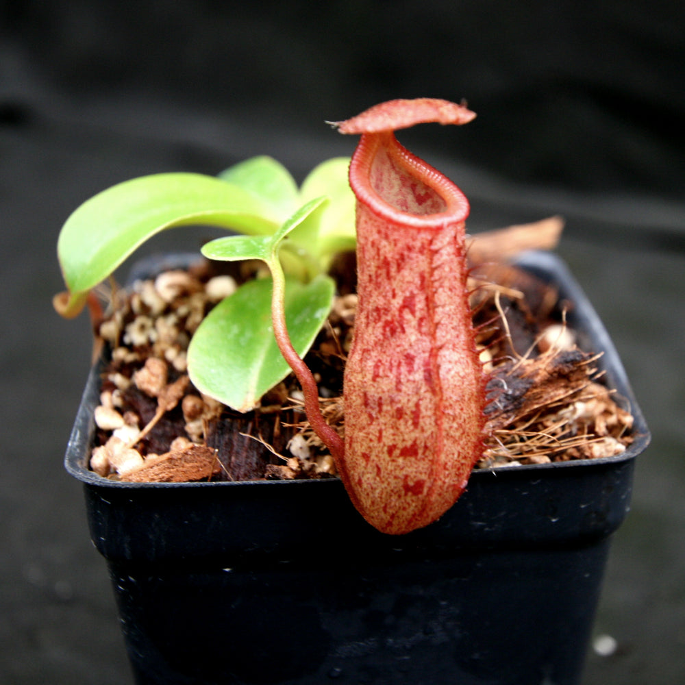 
                      
                        Nepenthes 'Queen Malani' , pitcher plant, carnivorous plant, collectors plant, large pitchers, rare plants 
                      
                    