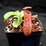 Nepenthes 'Queen Malani' , pitcher plant, carnivorous plant, collectors plant, large pitchers, rare plants 