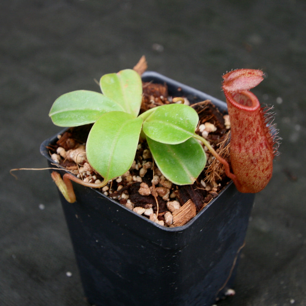 
                      
                        Nepenthes 'Queen Malani' , pitcher plant, carnivorous plant, collectors plant, large pitchers, rare plants 
                      
                    