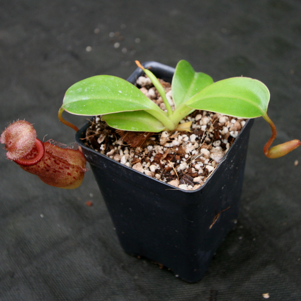 
                      
                        Nepenthes 'Queen Malani' , pitcher plant, carnivorous plant, collectors plant, large pitchers, rare plants 
                      
                    