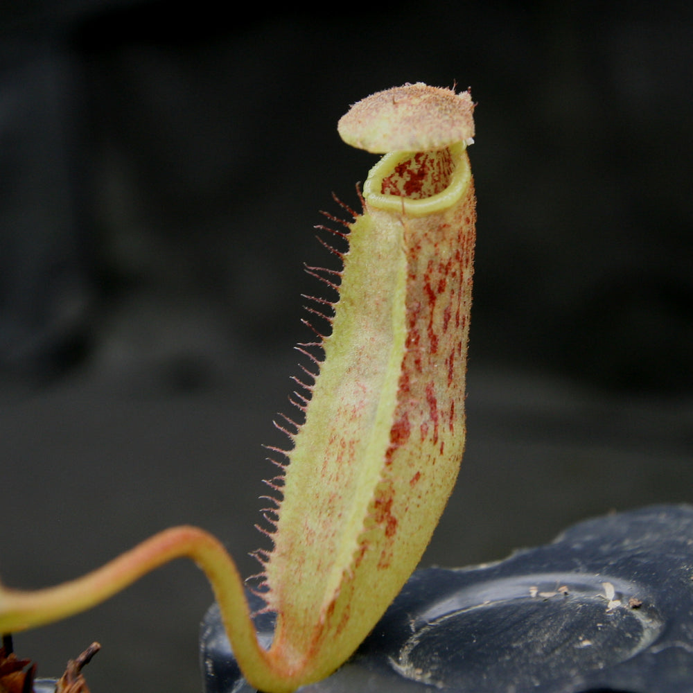 
                      
                        Nepenthes robcantleyi x zakariana, BE-3893
                      
                    