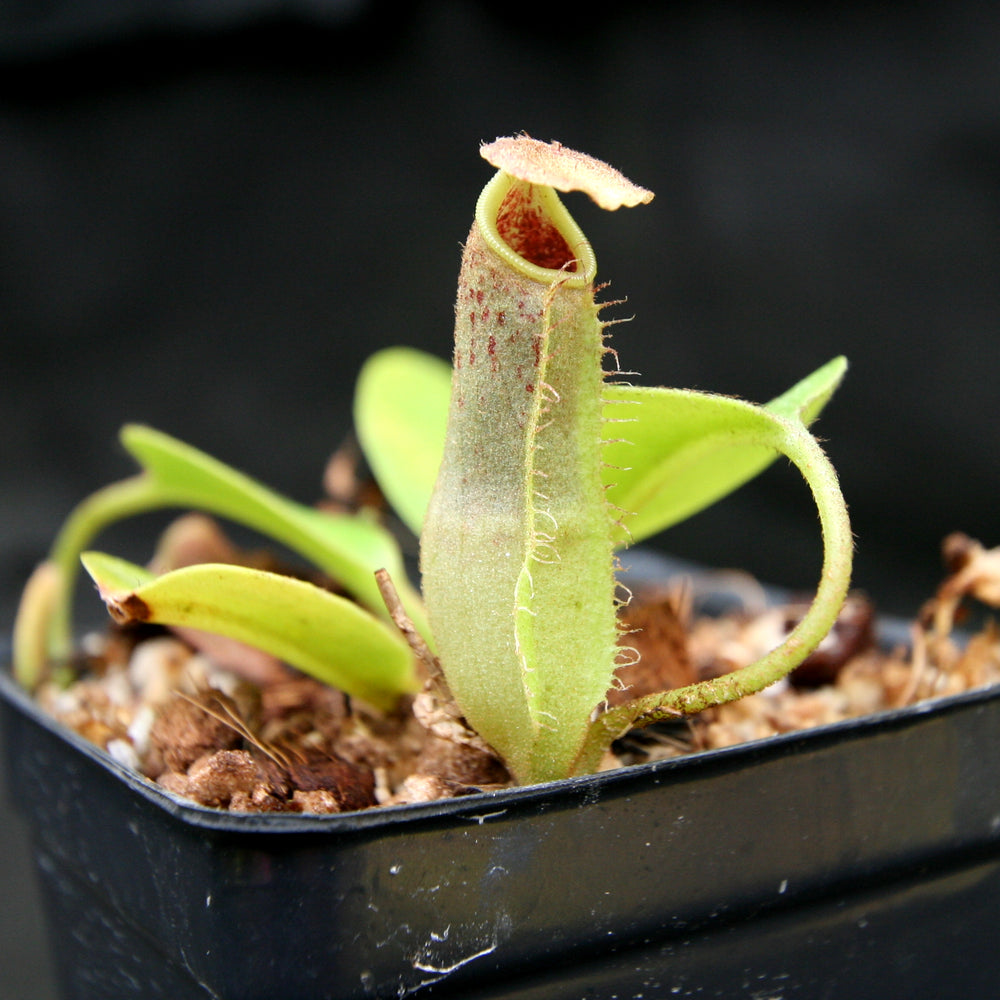 
                      
                        Nepenthes robcantleyi x zakariana, BE-3893
                      
                    