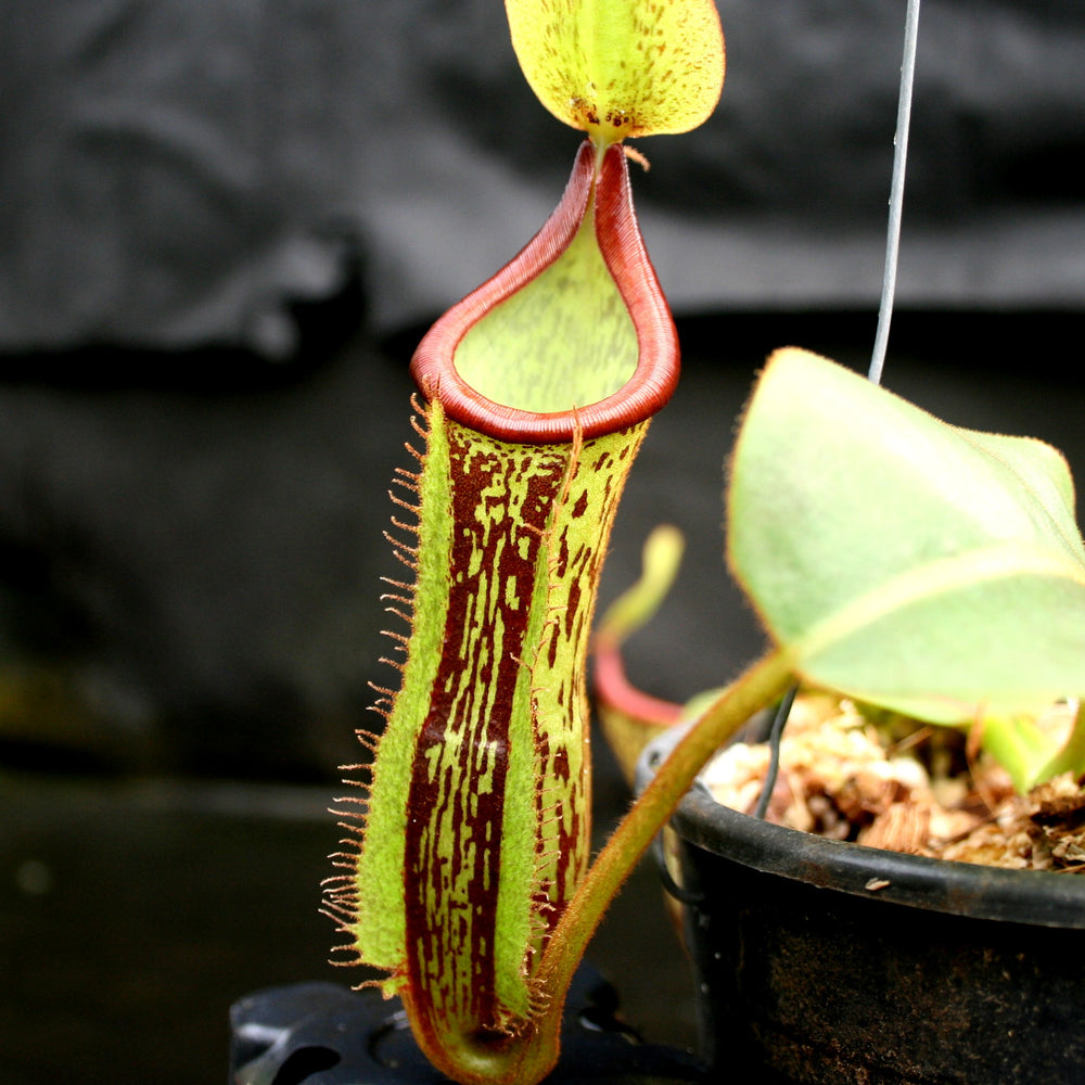 
                      
                        Nepenthes (maxima x campanulata) x platychila "white", CAR-0089
                      
                    