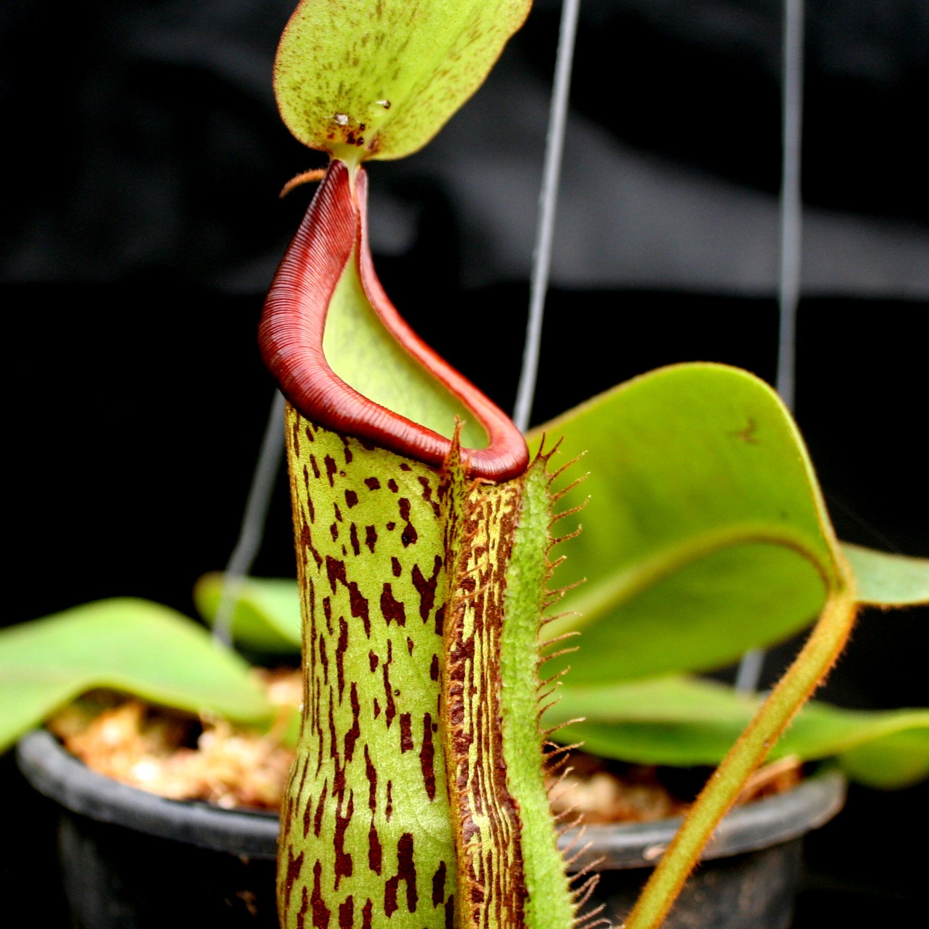 Nepenthes (maxima x campanulata) x platychila 