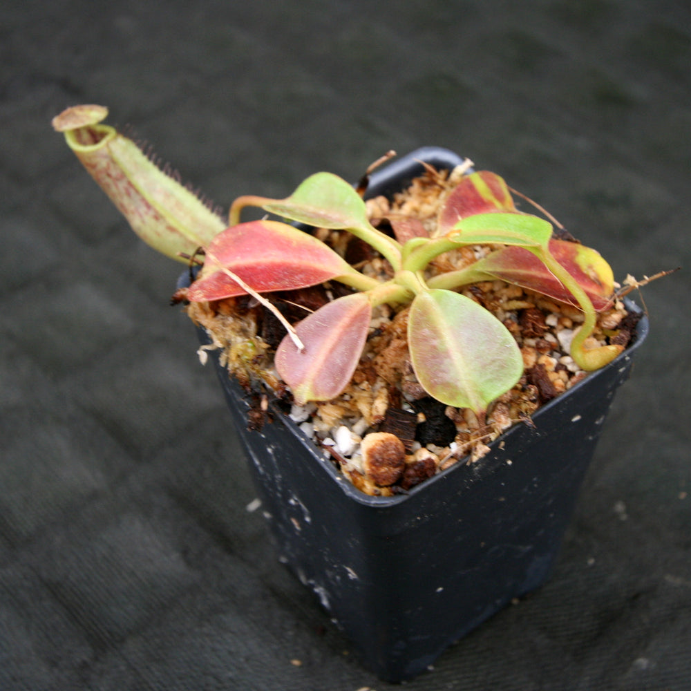 
                      
                        Nepenthes robcantleyi x zakariana, BE-3893
                      
                    