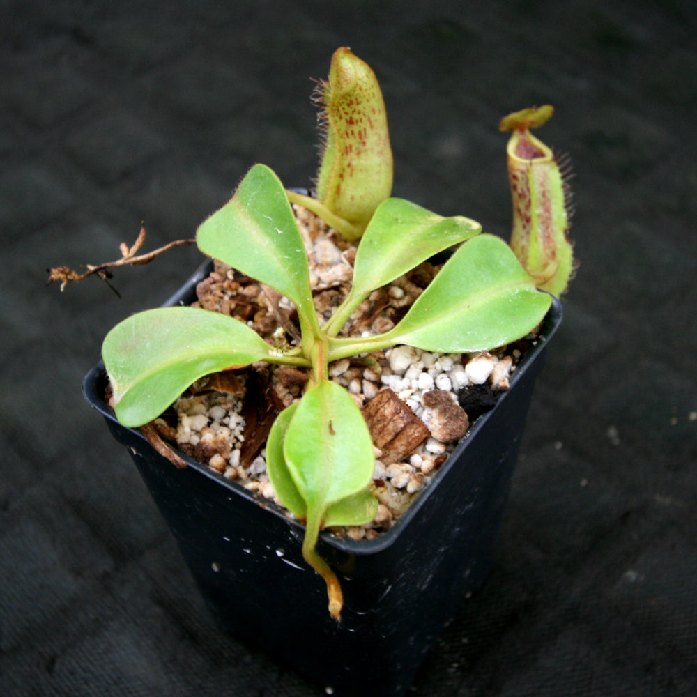 
                      
                        Nepenthes robcantleyi x zakariana, BE-3893
                      
                    