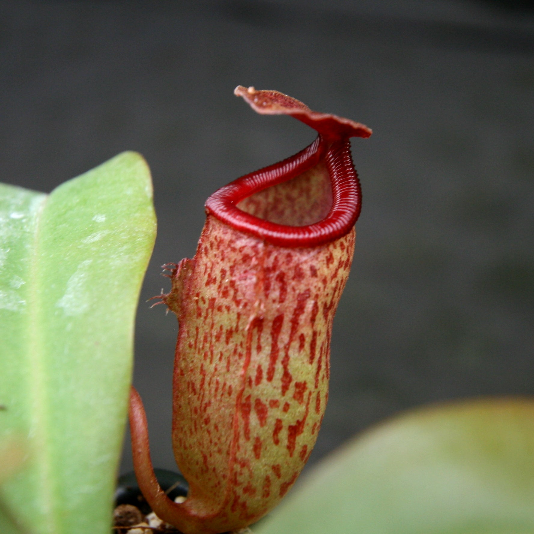 Nepenthes 'Mimi's Kiss' – Carnivero