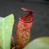 Nepenthes "Mimi's Kiss'