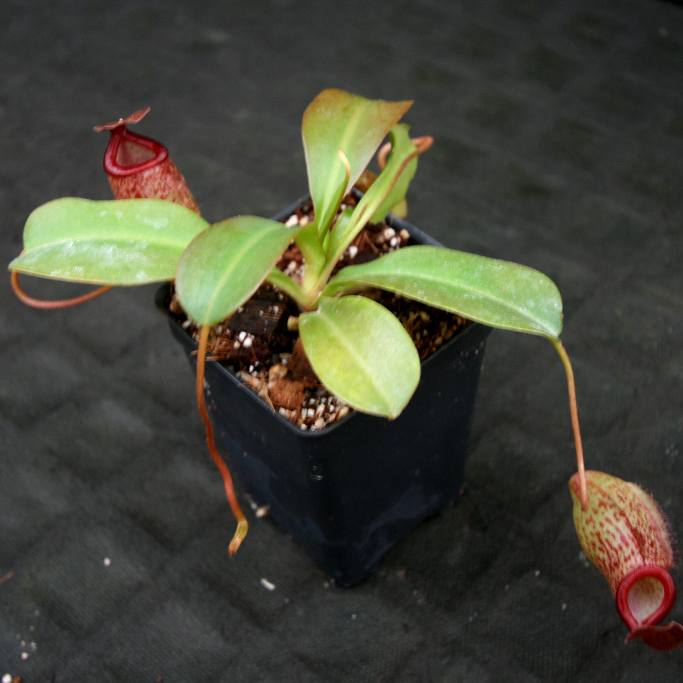 Nepenthes 'Mimi's Kiss' – Carnivero