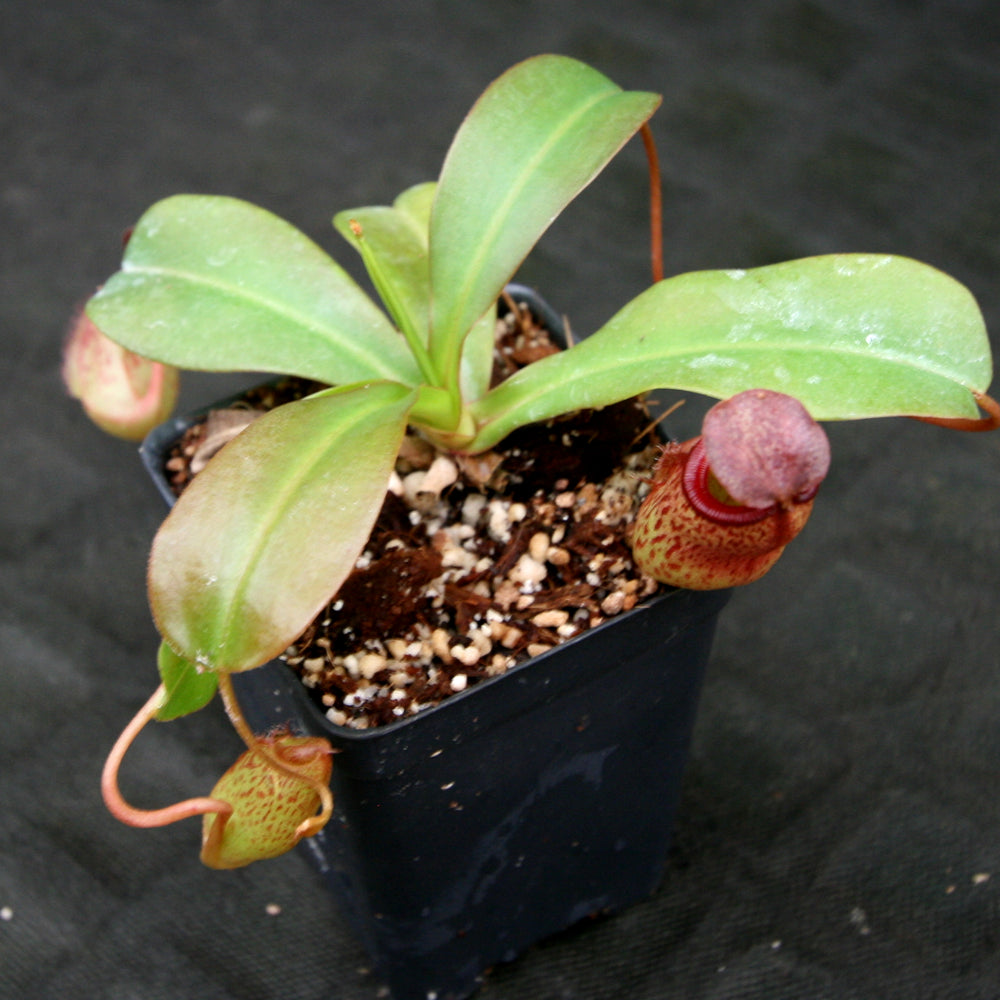 
                      
                        Nepenthes 'Mimi's Kiss'
                      
                    