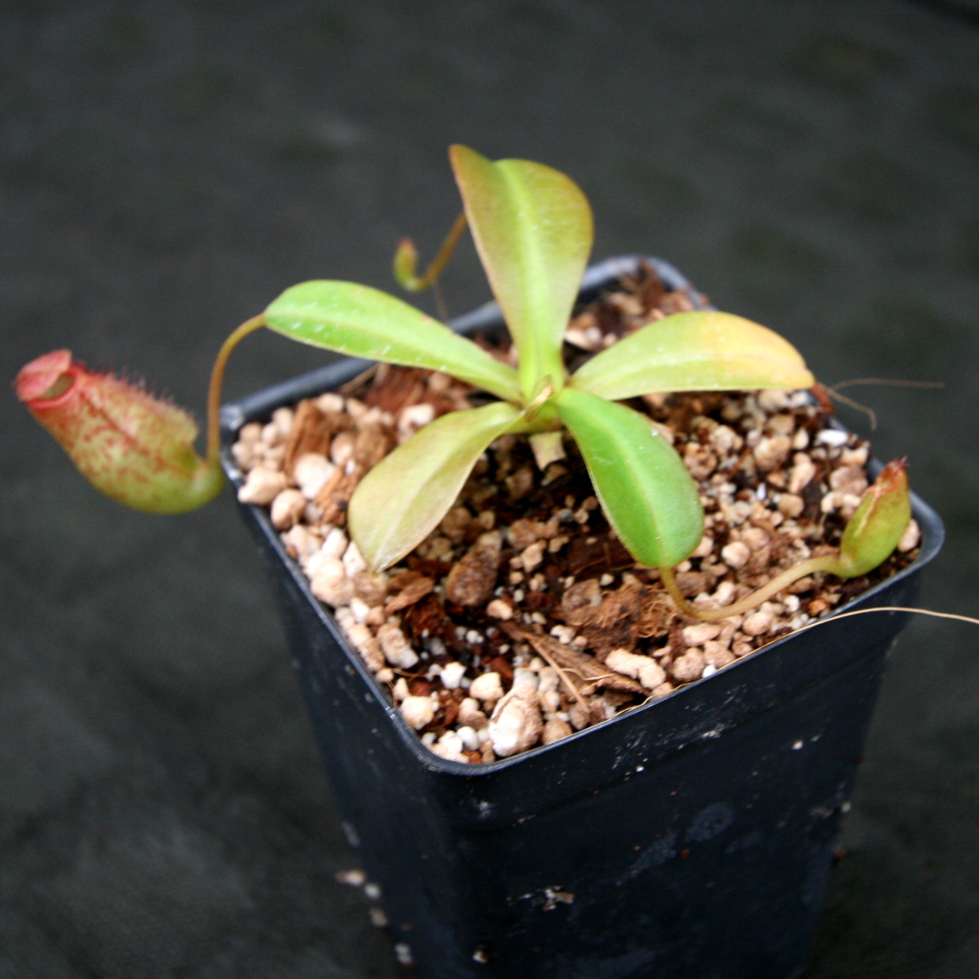 野菜 MiMi Nepenthes 'Mimi's Kiss' – Carnivero