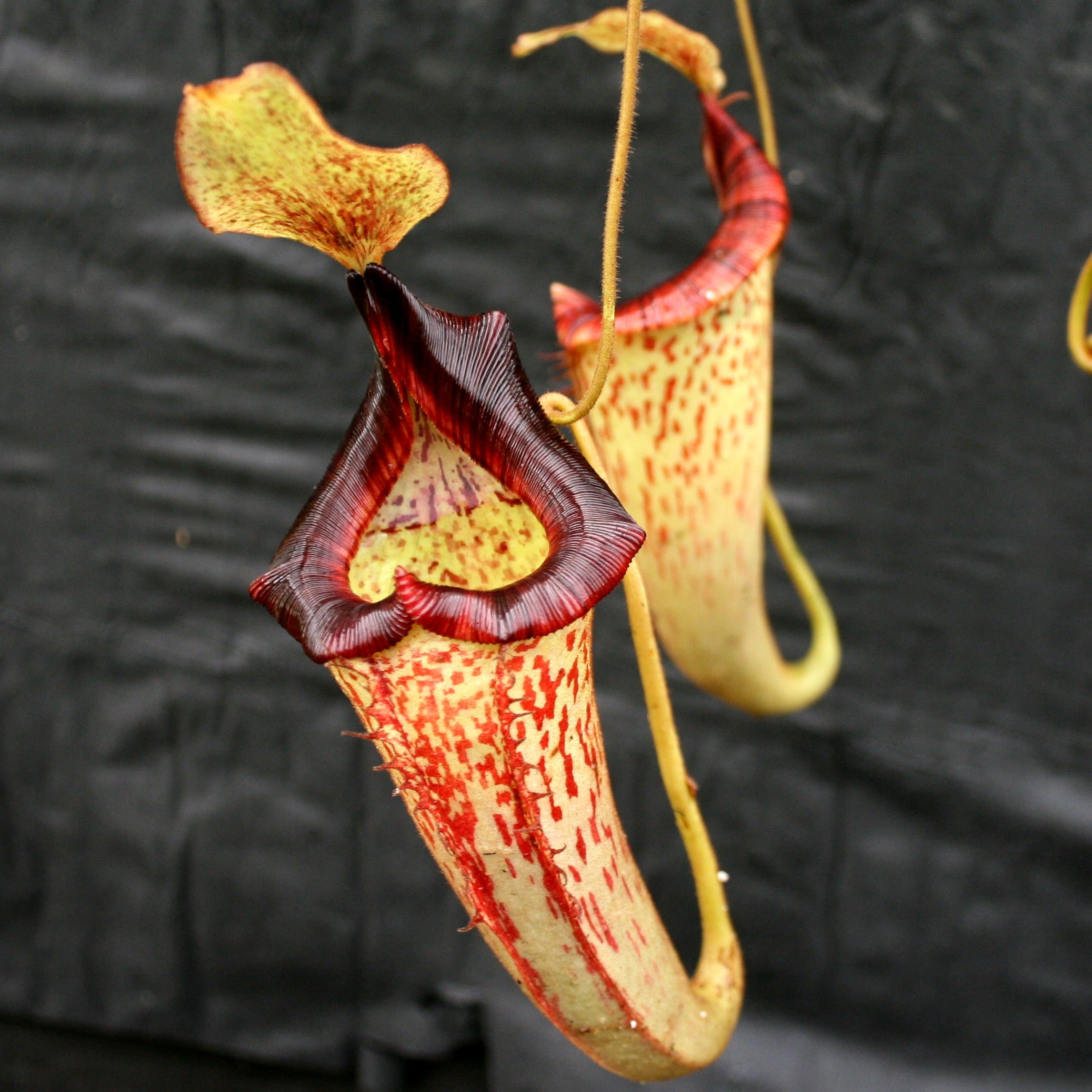 Nepenthes spathulata x platychila, BE-3945 – Carnivero