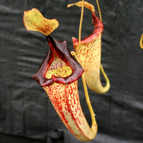 Nepenthes spathulata x platychila BE-3945 pitcher with pale yellow body red speckles and a dark burgundy inner rim