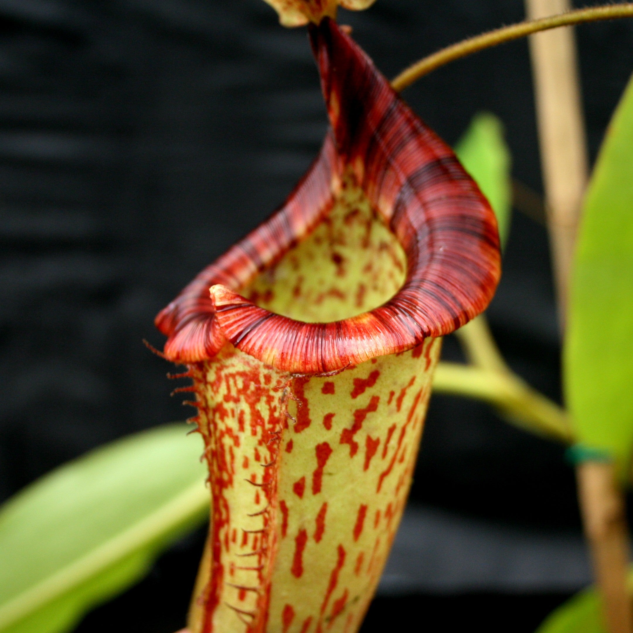 Nepenthes spathulata x platychila, BE-3945 – Carnivero
