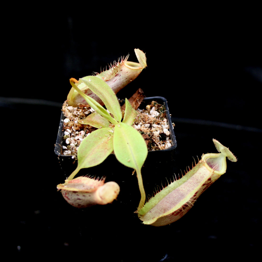 
                      
                        Nepenthes spathulata x platychila, BE-3945
                      
                    