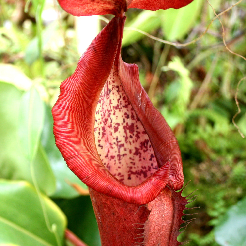 
                      
                        Nepenthes 'Red Dragon' - Exact Plant 09/15/23
                      
                    
