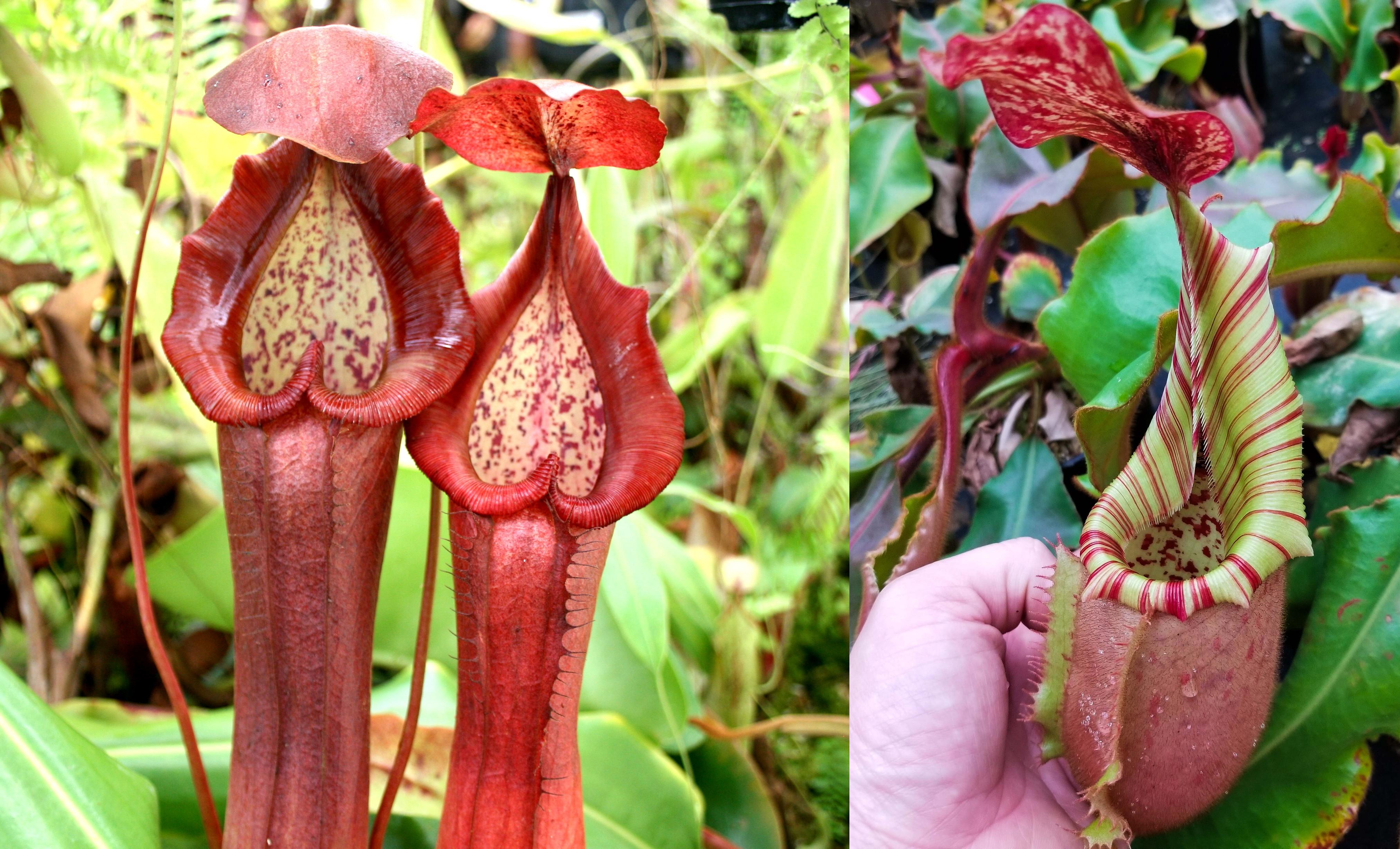 Nepenthes thorelii (d) x [(lowii x veitchii) x burbidgeae