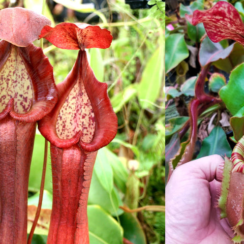 Pair of striped Nepenthes Red Dragon x veitchii pitchers with red rims and spotted interiors