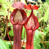 Nepenthes 'Red Dragon' - Exact Plant 09/15/23