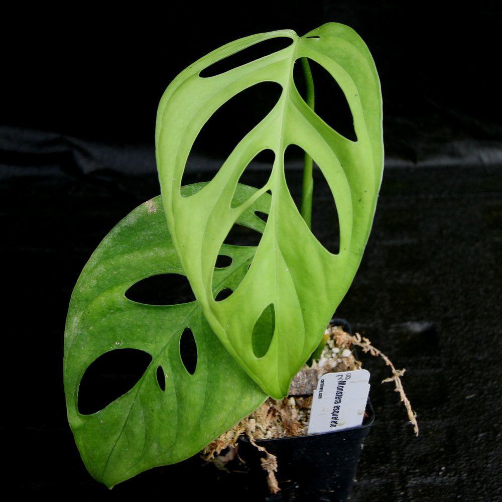 
                      
                        Monstera esqueleto
                      
                    